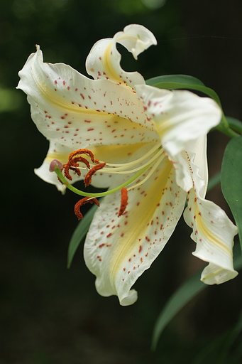 山百合