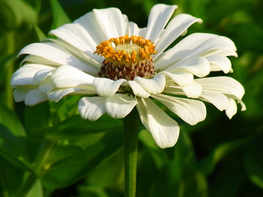 百日草−白花