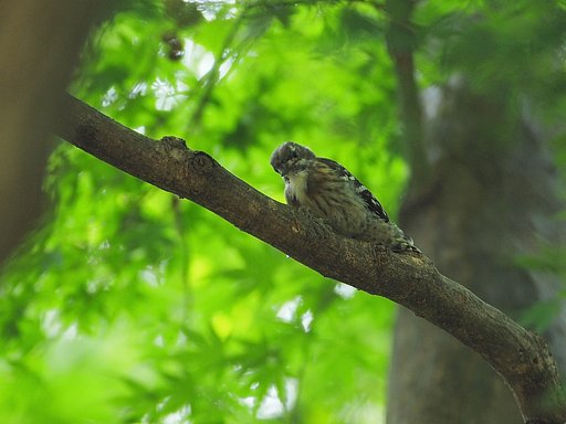 樹上のカメラ目線