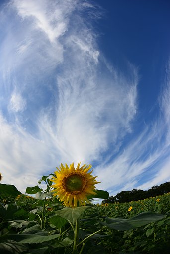 空とひまわり