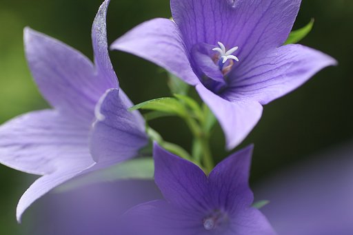 キキョウ連花