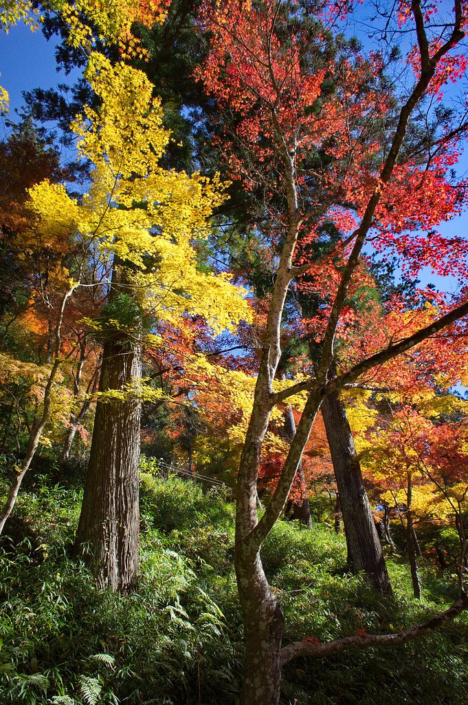 【思いで写真】２０１２年香嵐渓の紅葉