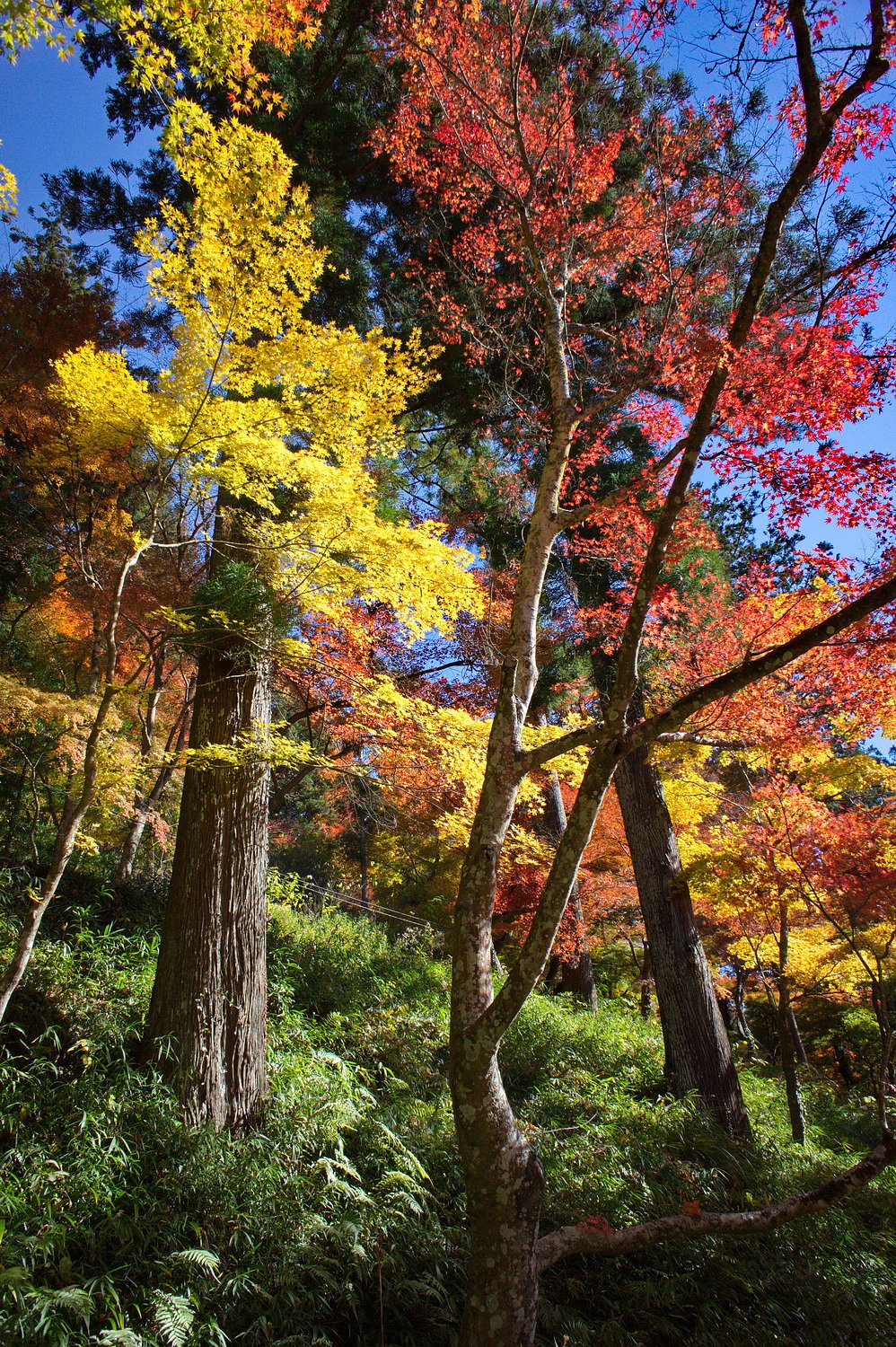 【思いで写真】２０１２年香嵐渓の紅葉