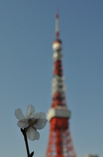 桜と東京タワー