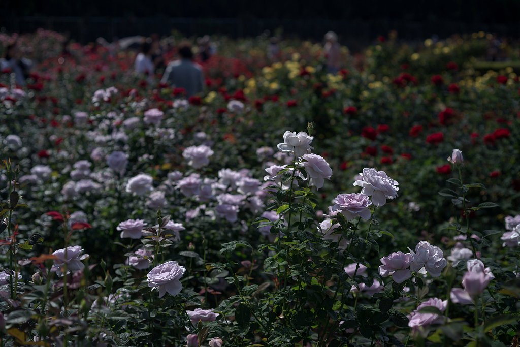 秋薔薇の季節