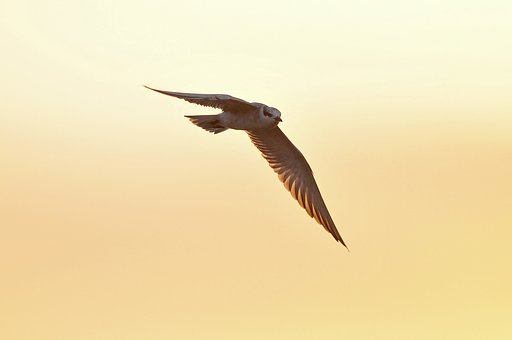 朝空を