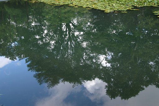 蓮池の水面に映る