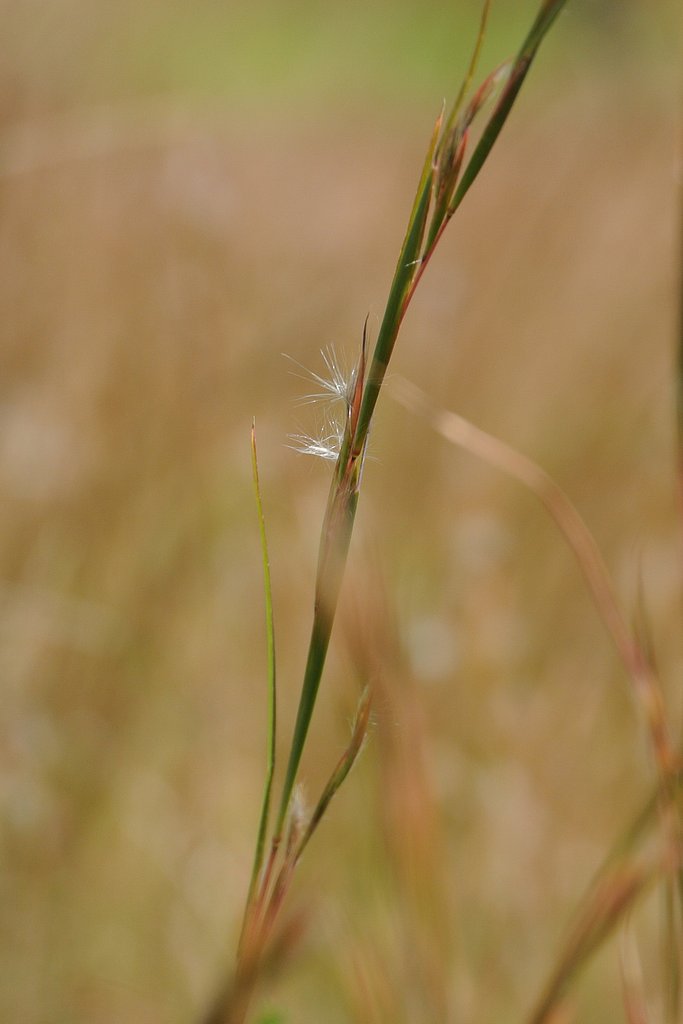 秋の草は
