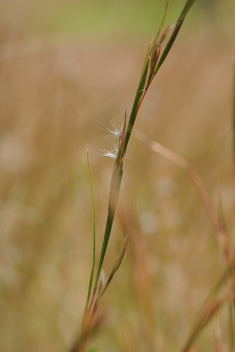 秋の草は