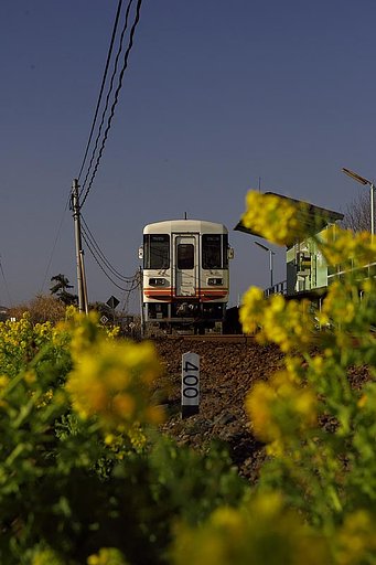 天浜＋菜の花