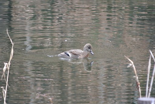 待ち鳥きたる