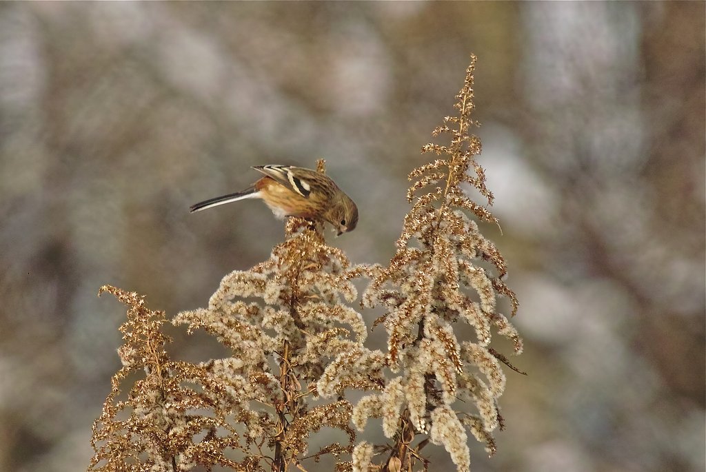 ベニマシコ♀