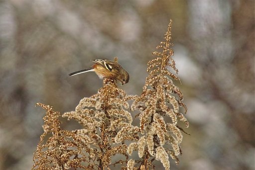 ベニマシコ♀