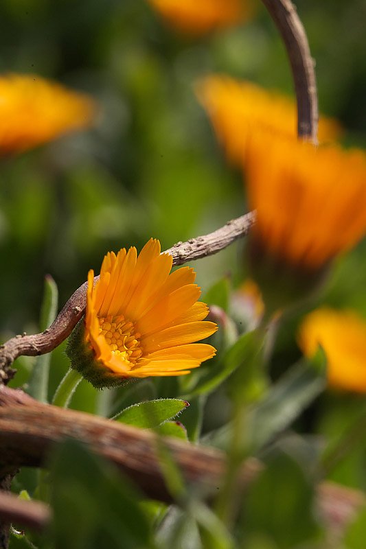 何の花か不明です・・(^_^;)