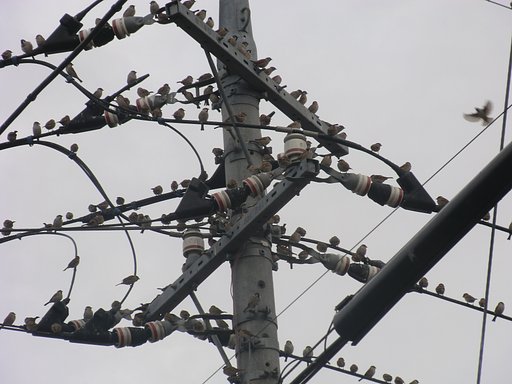 すずめ