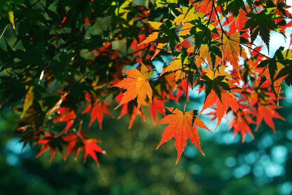 輝く紅葉