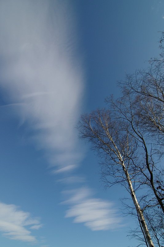 希薄な雲と白樺