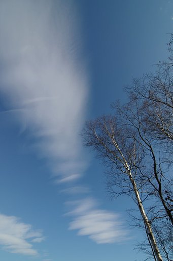 希薄な雲と白樺