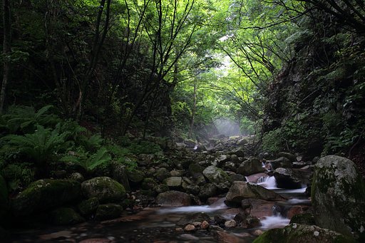 深緑雨中
