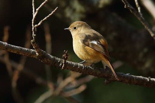 おジョウさん