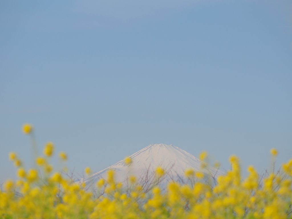 【春よ〜♪】春の色合い