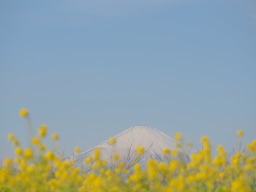 【春よ〜♪】春の色合い