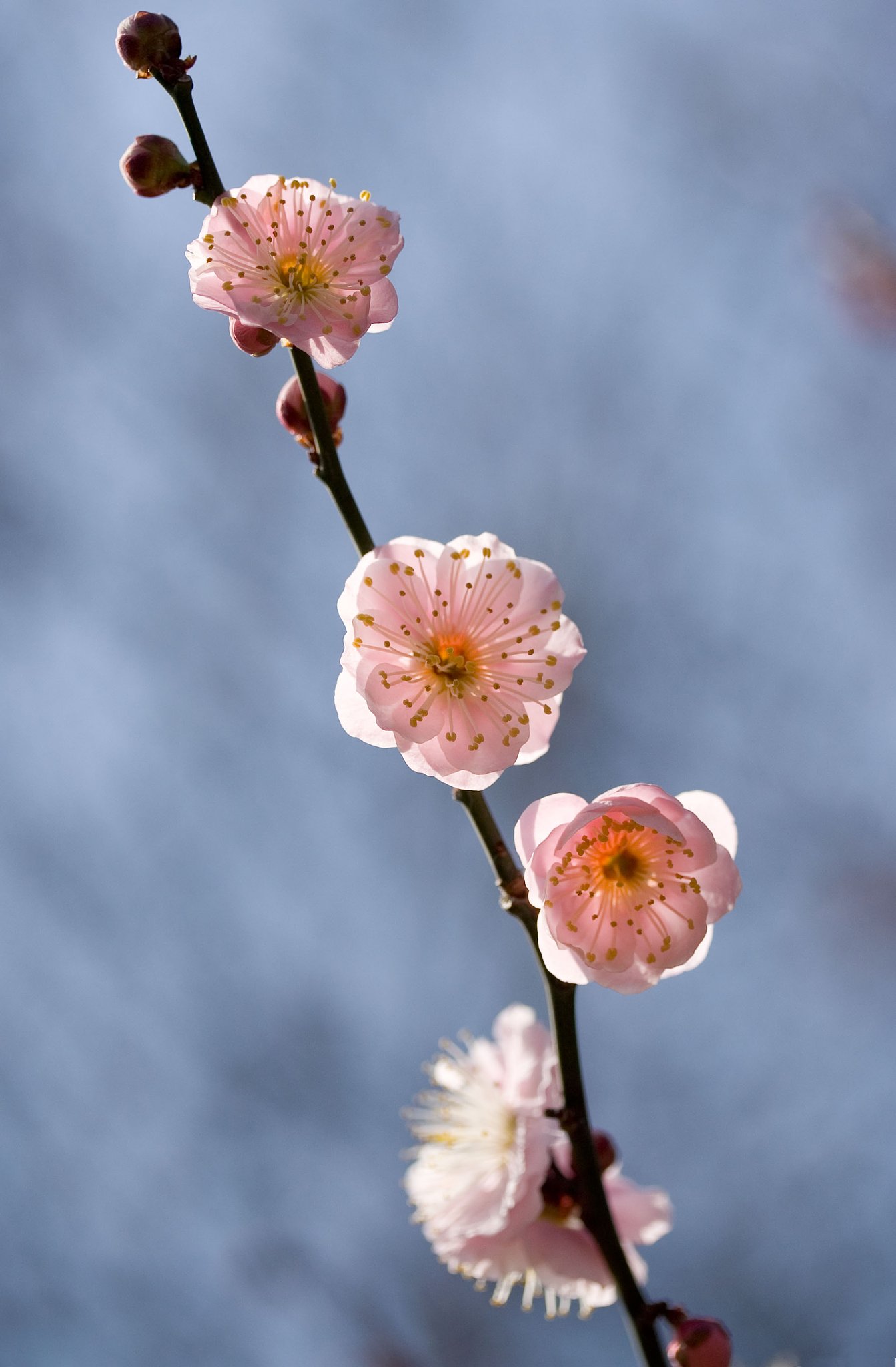 小石川の梅