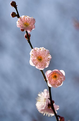 小石川の梅