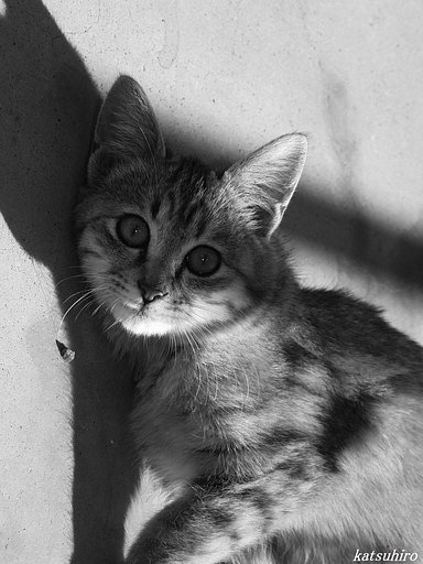 猫スナップ②”