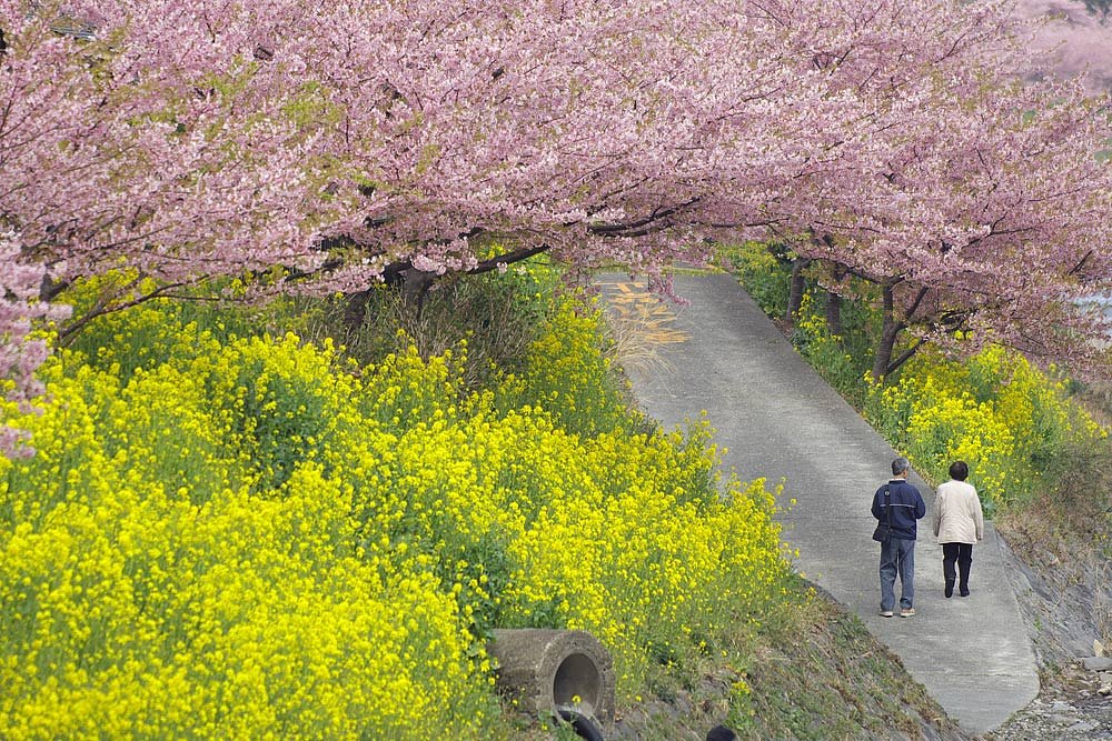 「春」花を楽しむ