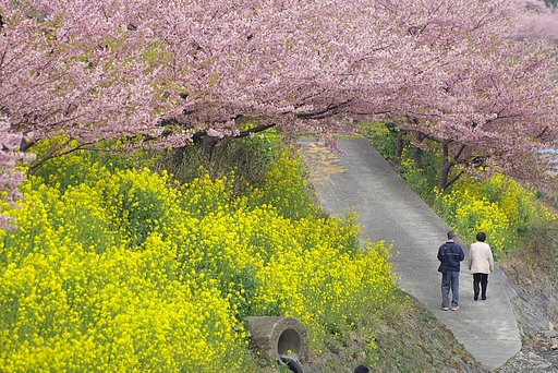 「春」花を楽しむ