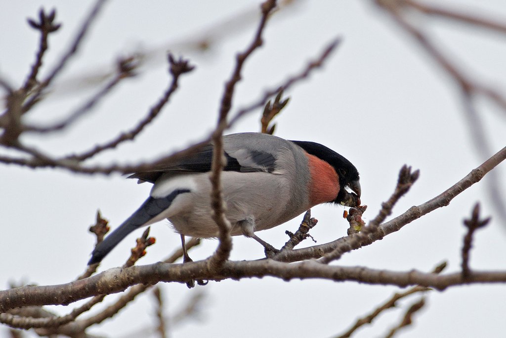 食・ウソ