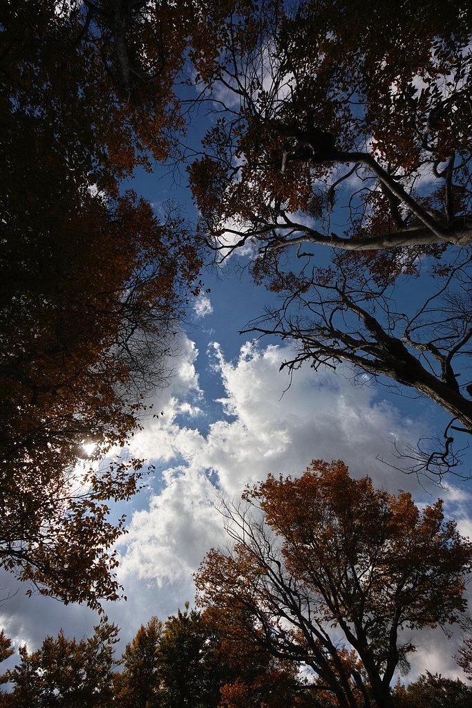 秋の空