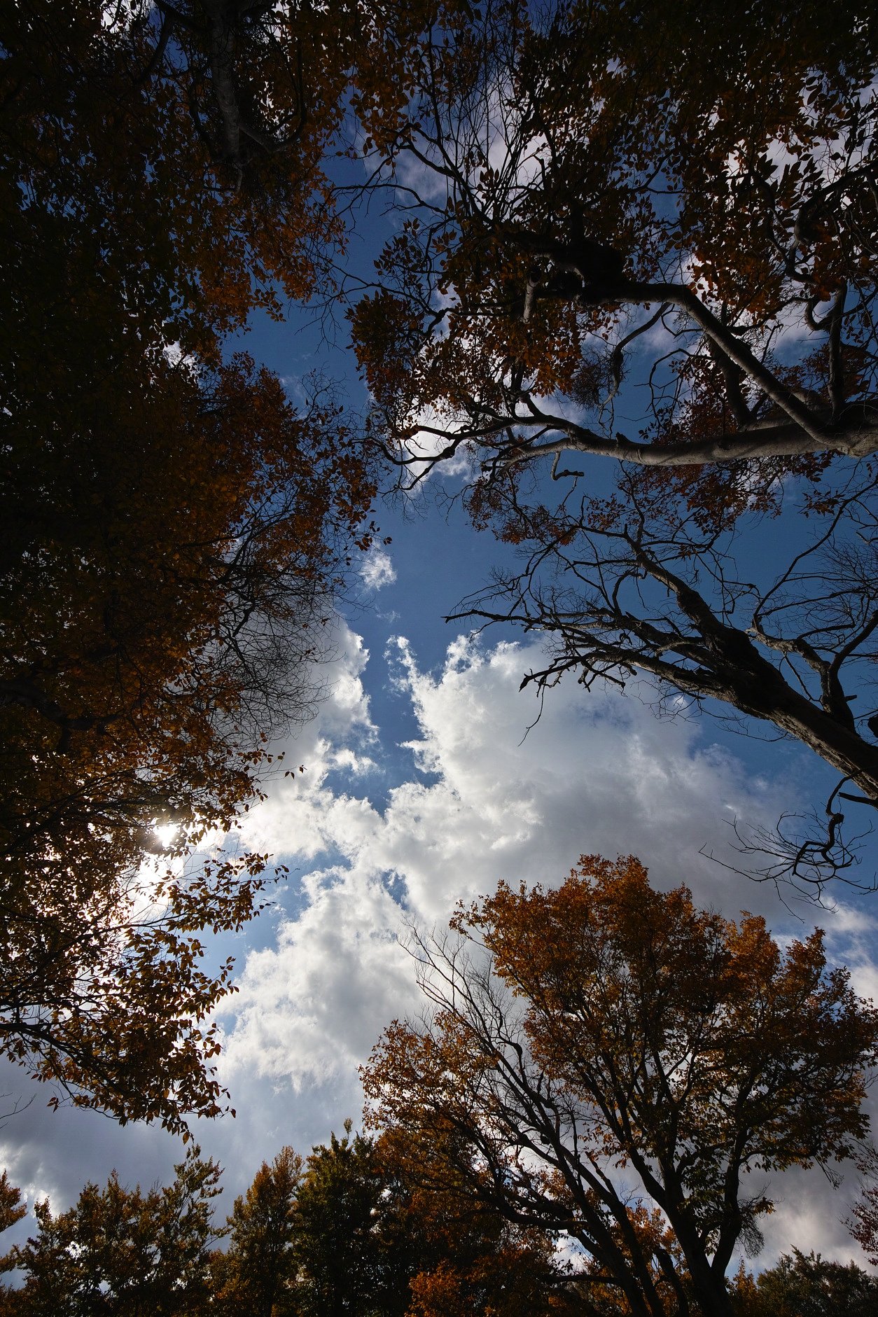 秋の空