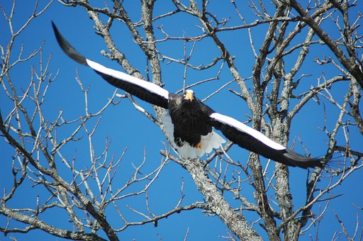 鷲を鳥逃がした