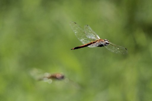 チューブで赤トンボ