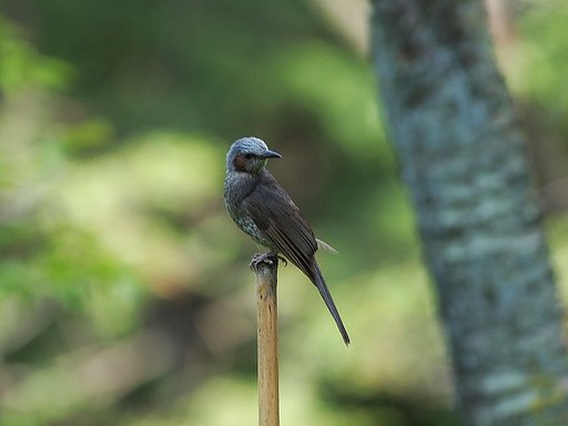 愁いの静鳥
