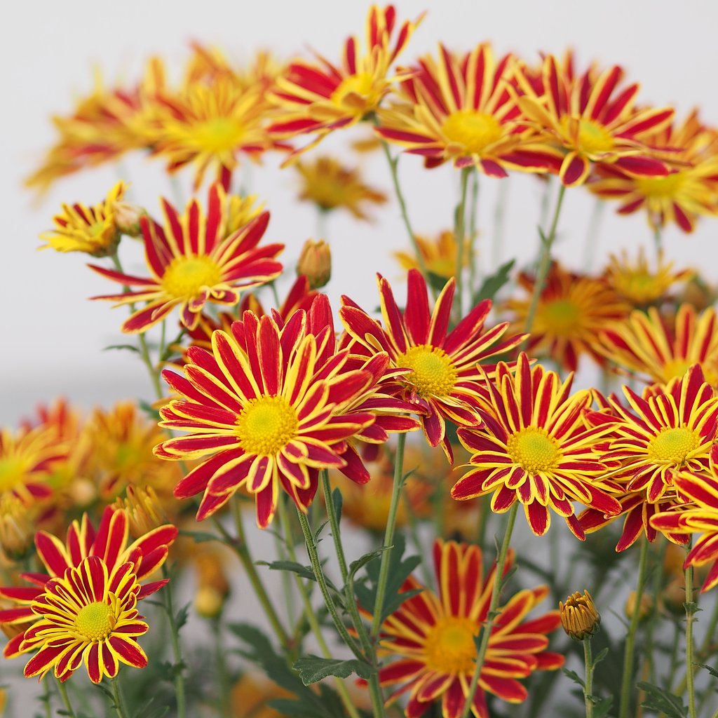 菊花火