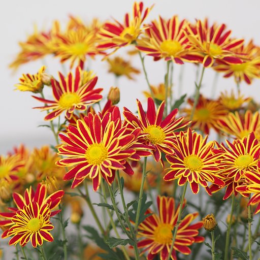 菊花火