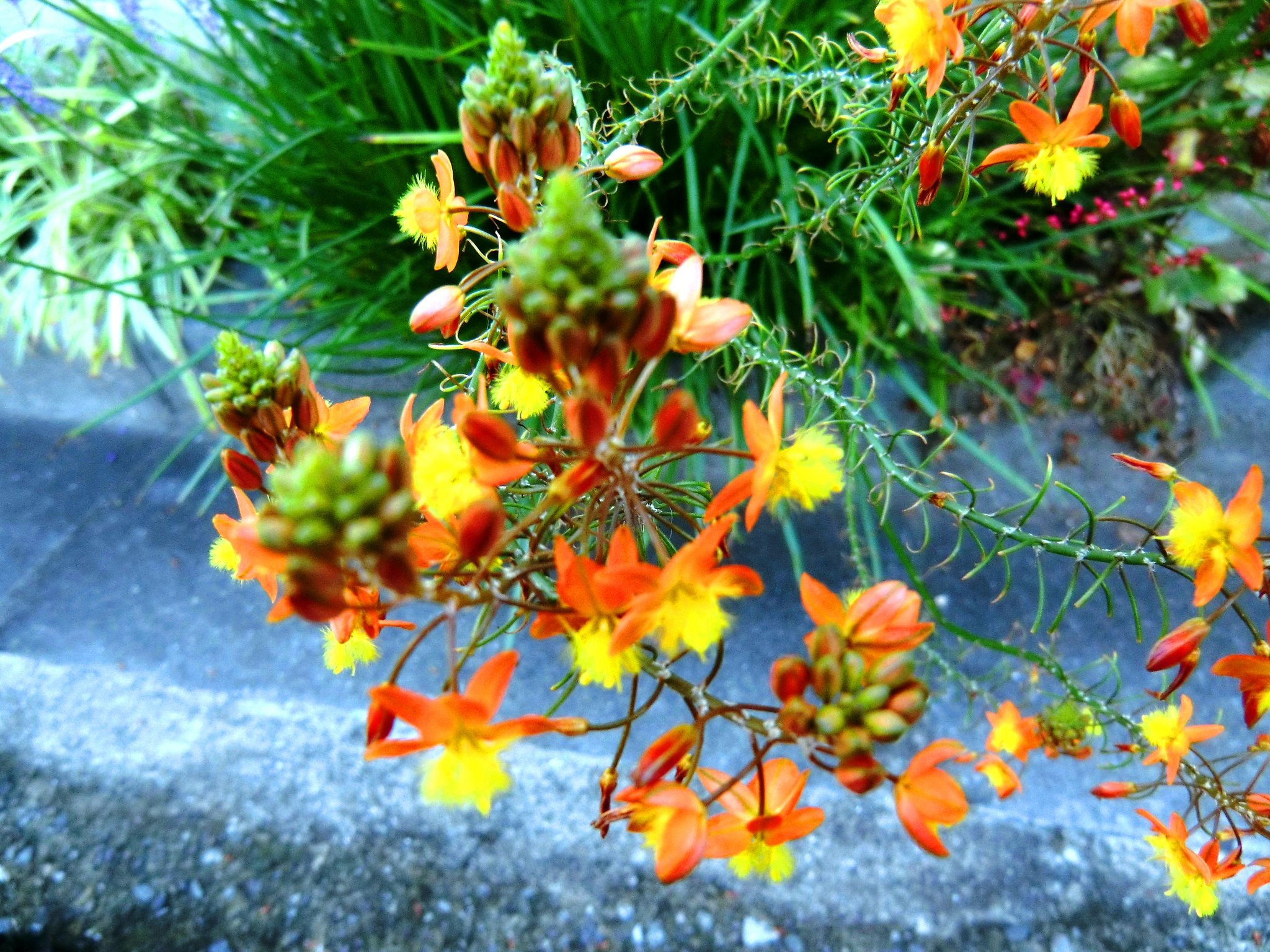 花アロエ（ブルビネ）