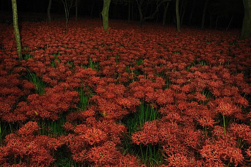 華やかな闇