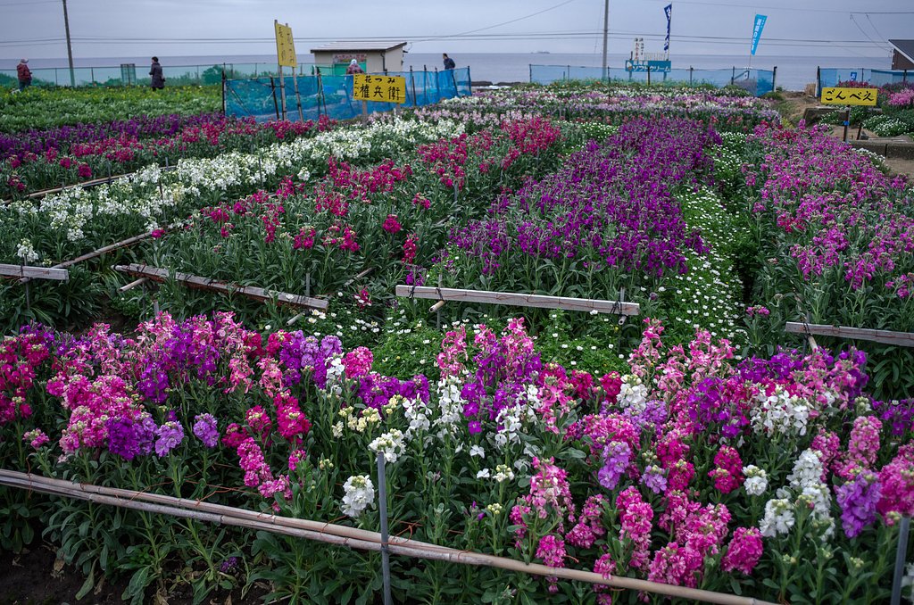 海辺の花畑