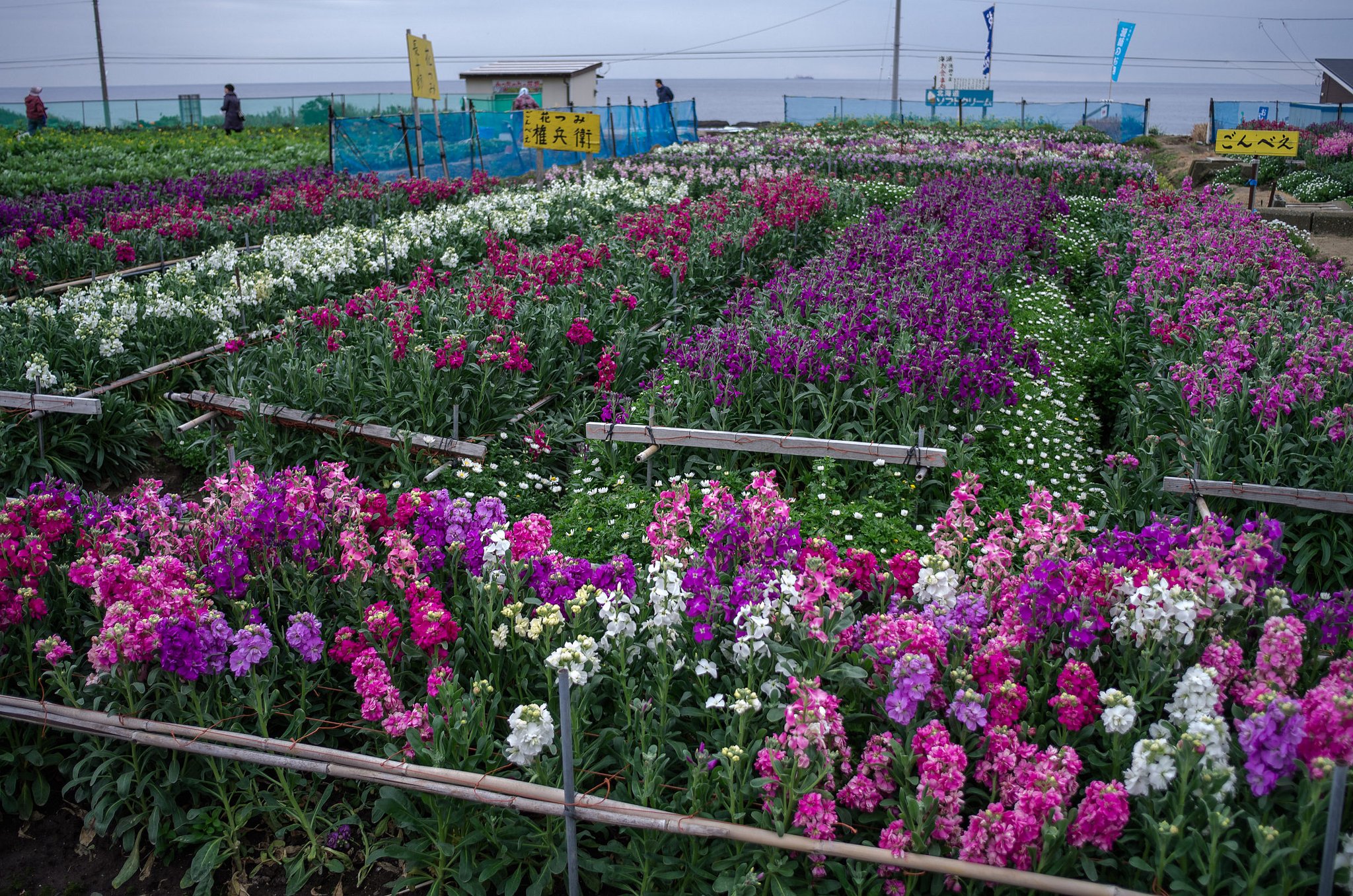 海辺の花畑