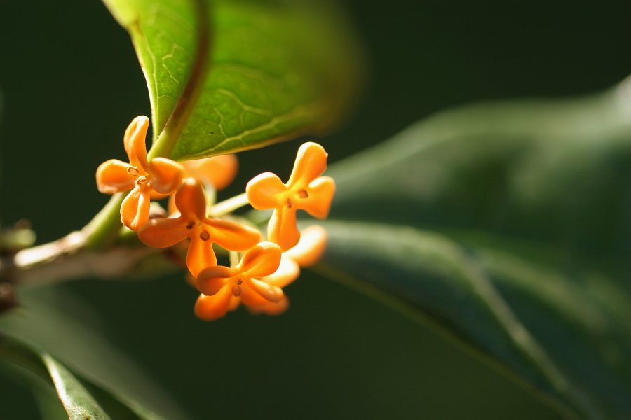 キンモクセイ