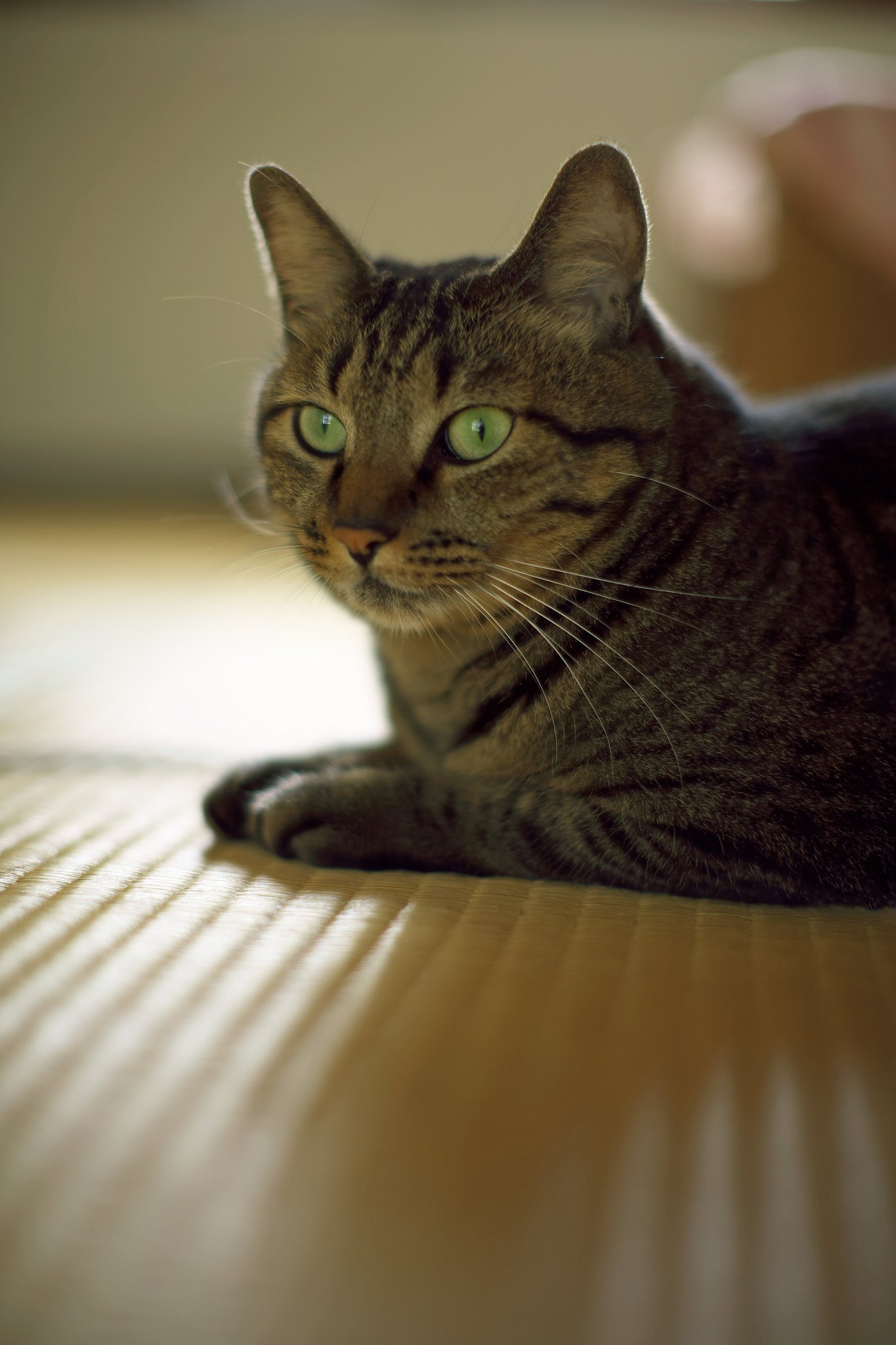 ねこ肖像写真