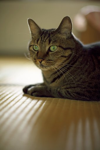 ねこ肖像写真
