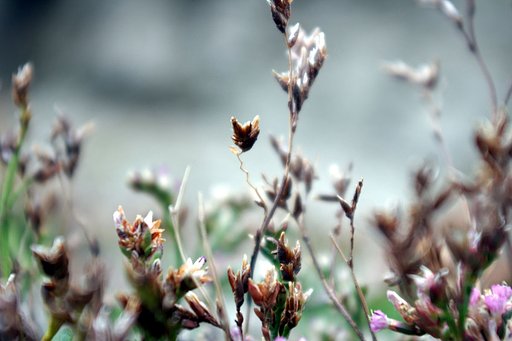 海辺に咲く花