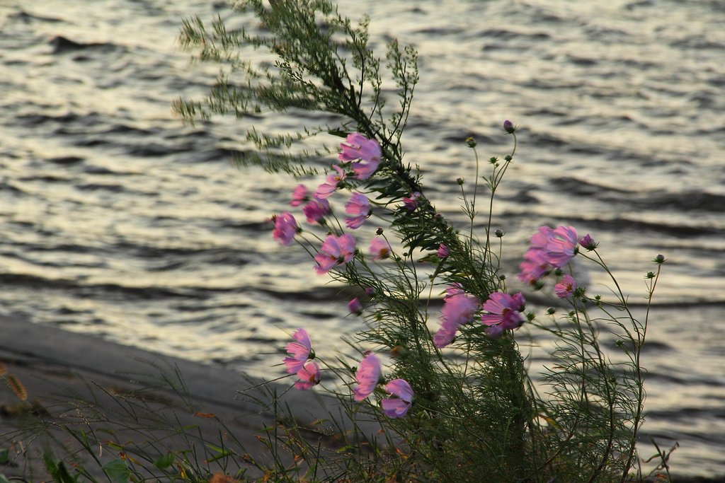 風が吹いている♪