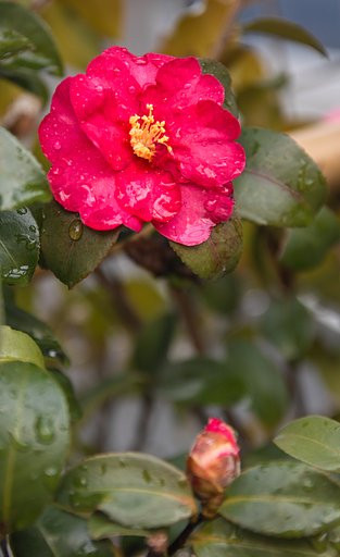 雨上がりの山茶花