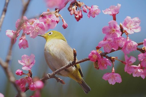 河津さくらにメジロ